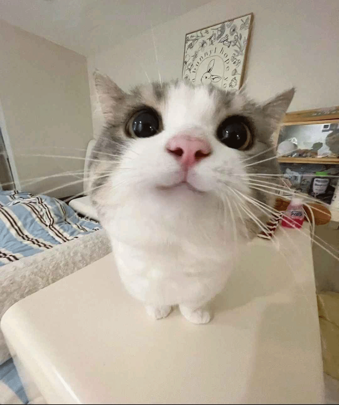 The conqueror of liberation.